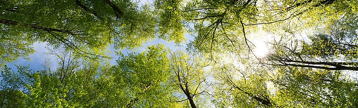 Waldblick